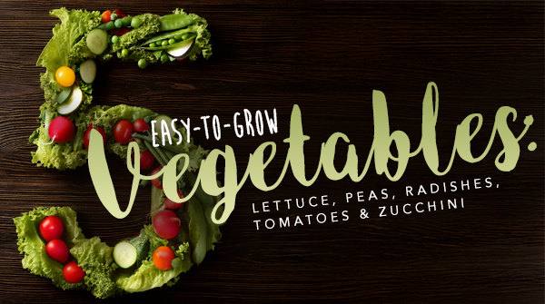 5 Easy-to-Grow Vegetables: Lettuce, Peas, Radishes, Tomatoes & Zucchini